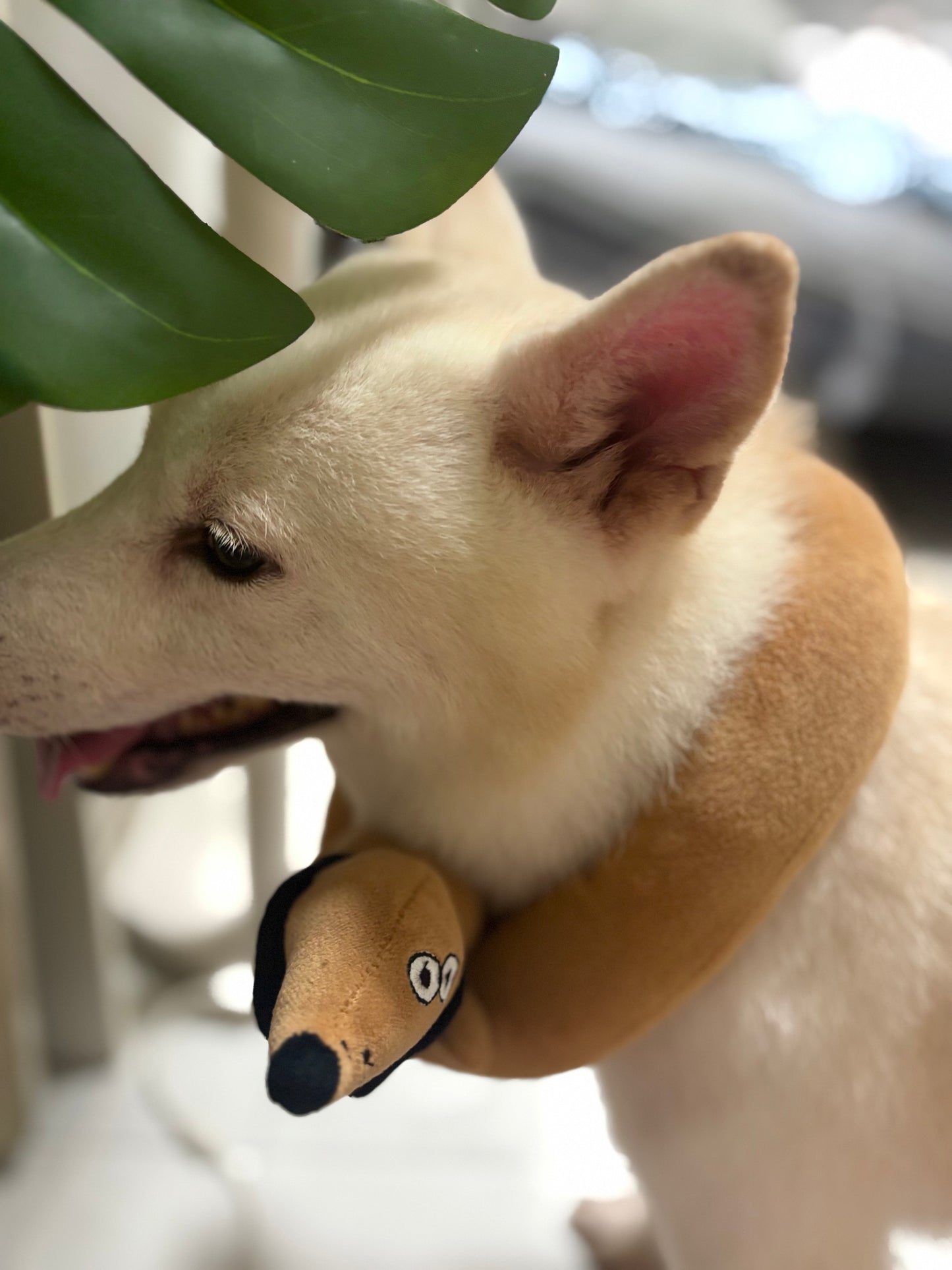 Dachshund Plushie